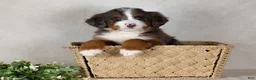 Bernedoodle dogs for sale: Shadow - Ad 3