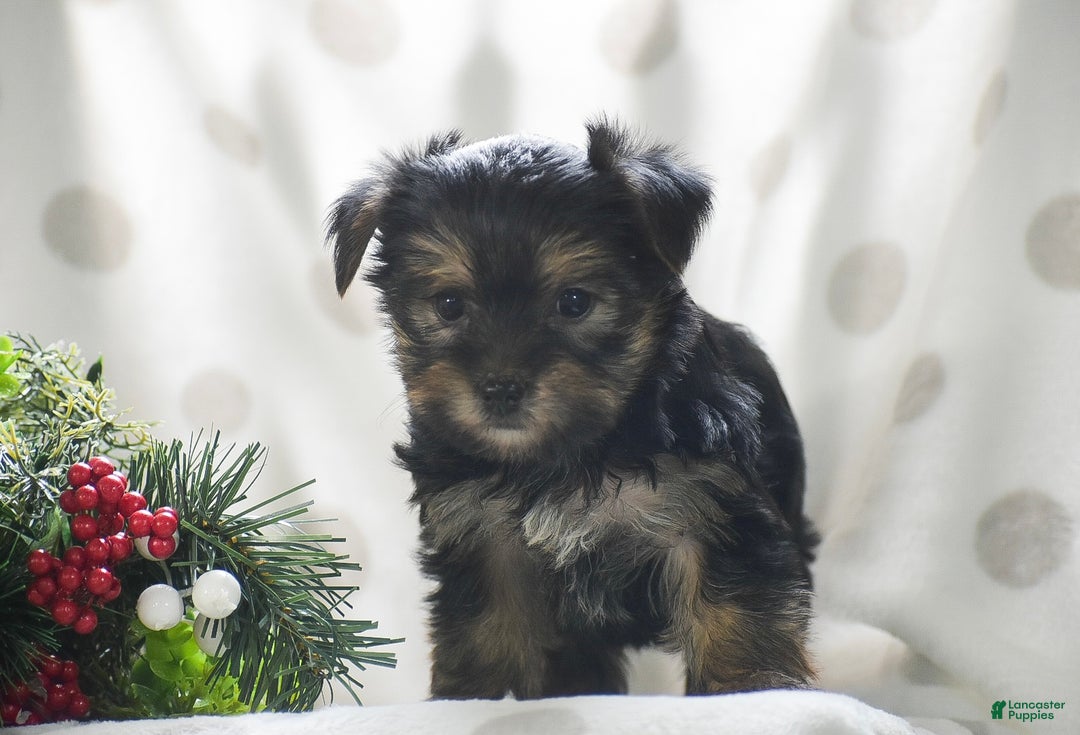 Yorkshire Terrier dogs for sale: Primrose - Ad 4