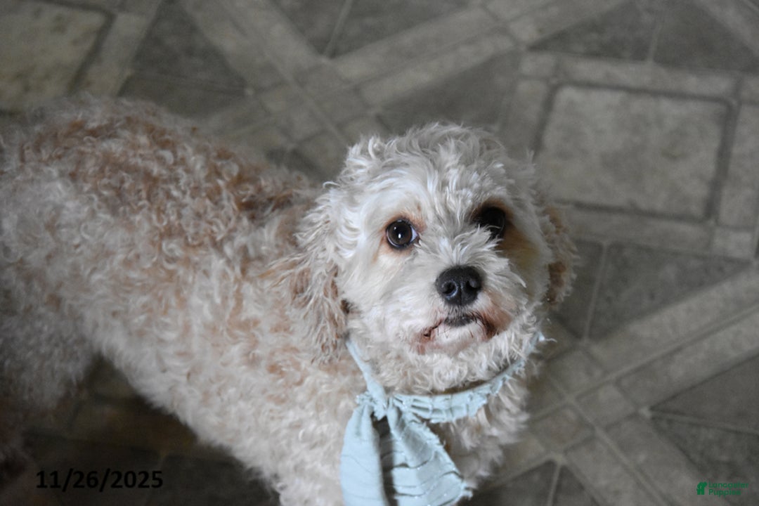 Mini Bernedoodle dogs for sale: Gracie - Ad 5