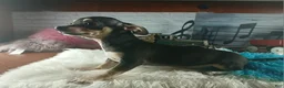 Chihuahua dogs for sale: Tiny blk tan boy Hand Delivery  - Ad 4