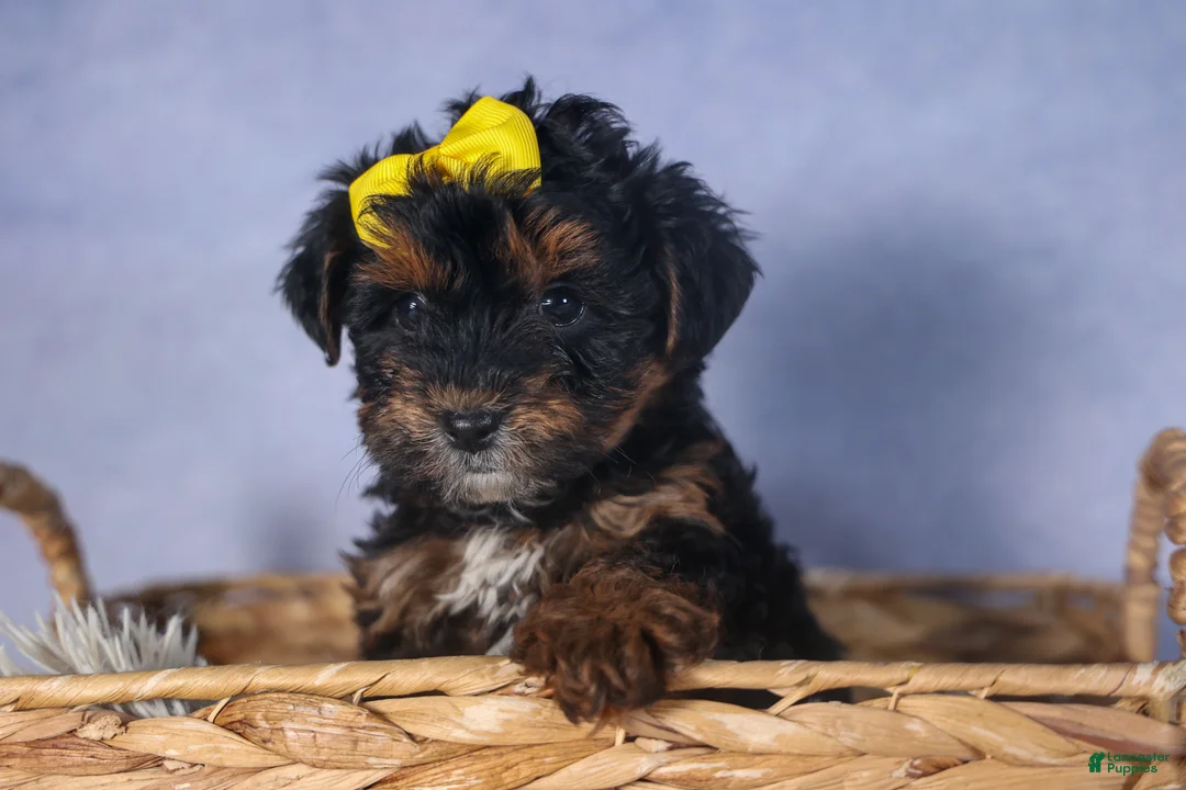 Yorkiepoo dogs for sale: JUDY - Ad 6