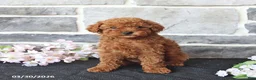 Miniature Poodle dogs for sale: Sadie - Ad 4