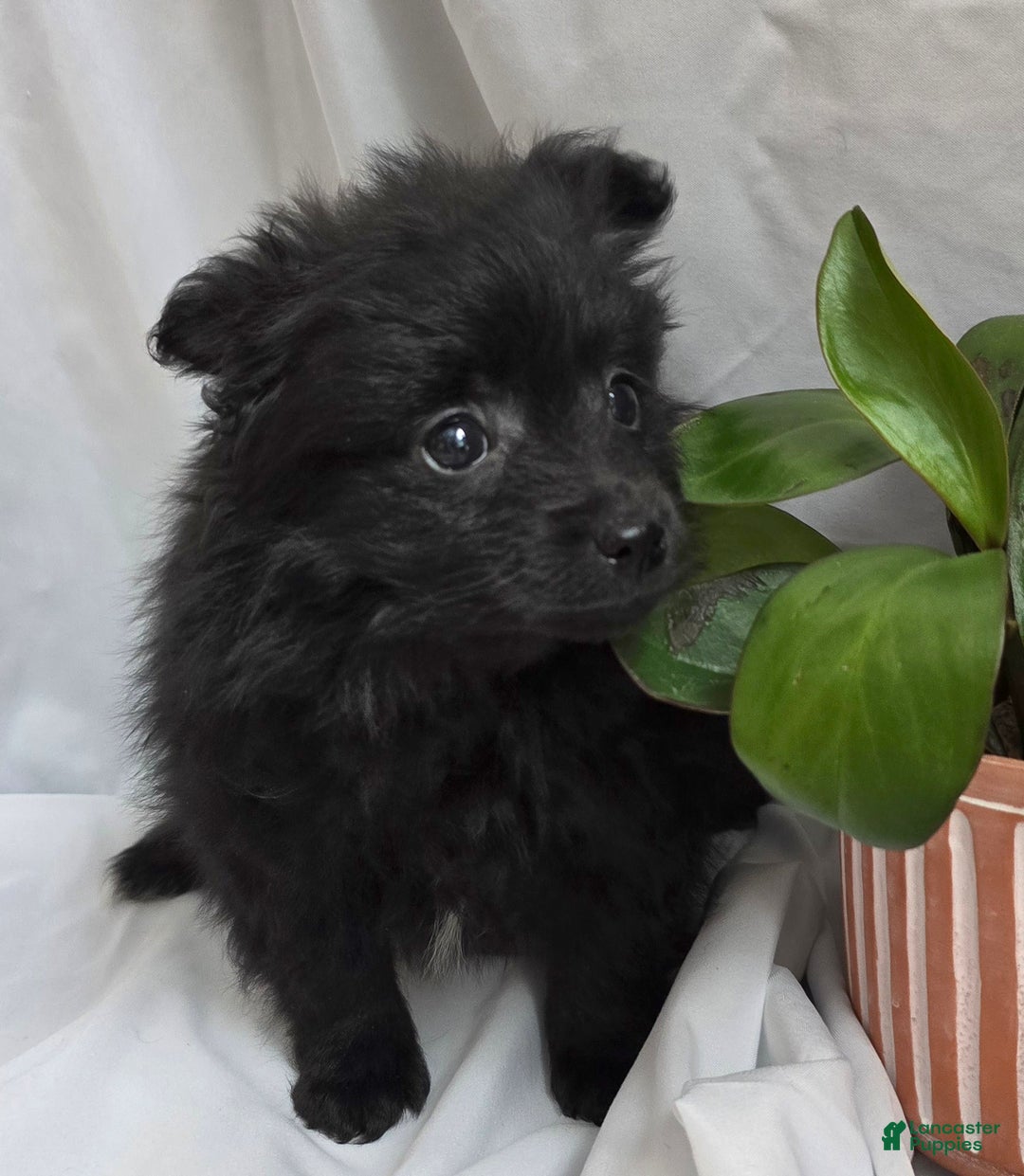 Pomapoo dogs for sale: Pomapoo Puppy 2 - Ad 2