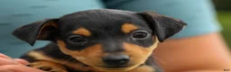 Miniature Pinscher dogs for sale: ALEX - Ad 14