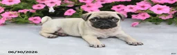 Pug dogs for sale: Wendy - Ad 1