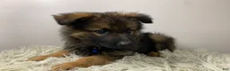 German Shepherd dogs for sale: Sierra - Ad 5