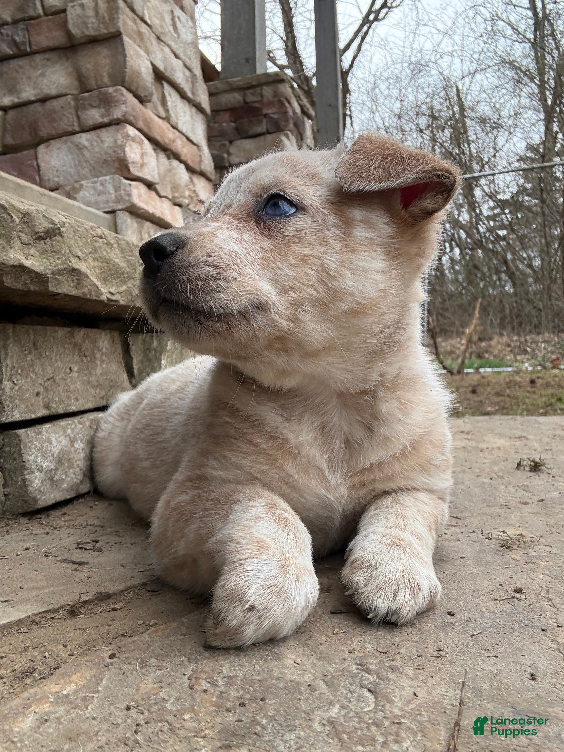 Australian Cattle Dog dogs Red Male (Dark Blue - Freckles) - Ad 2