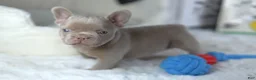 French Bulldog dogs for sale: Andy - Ad 3