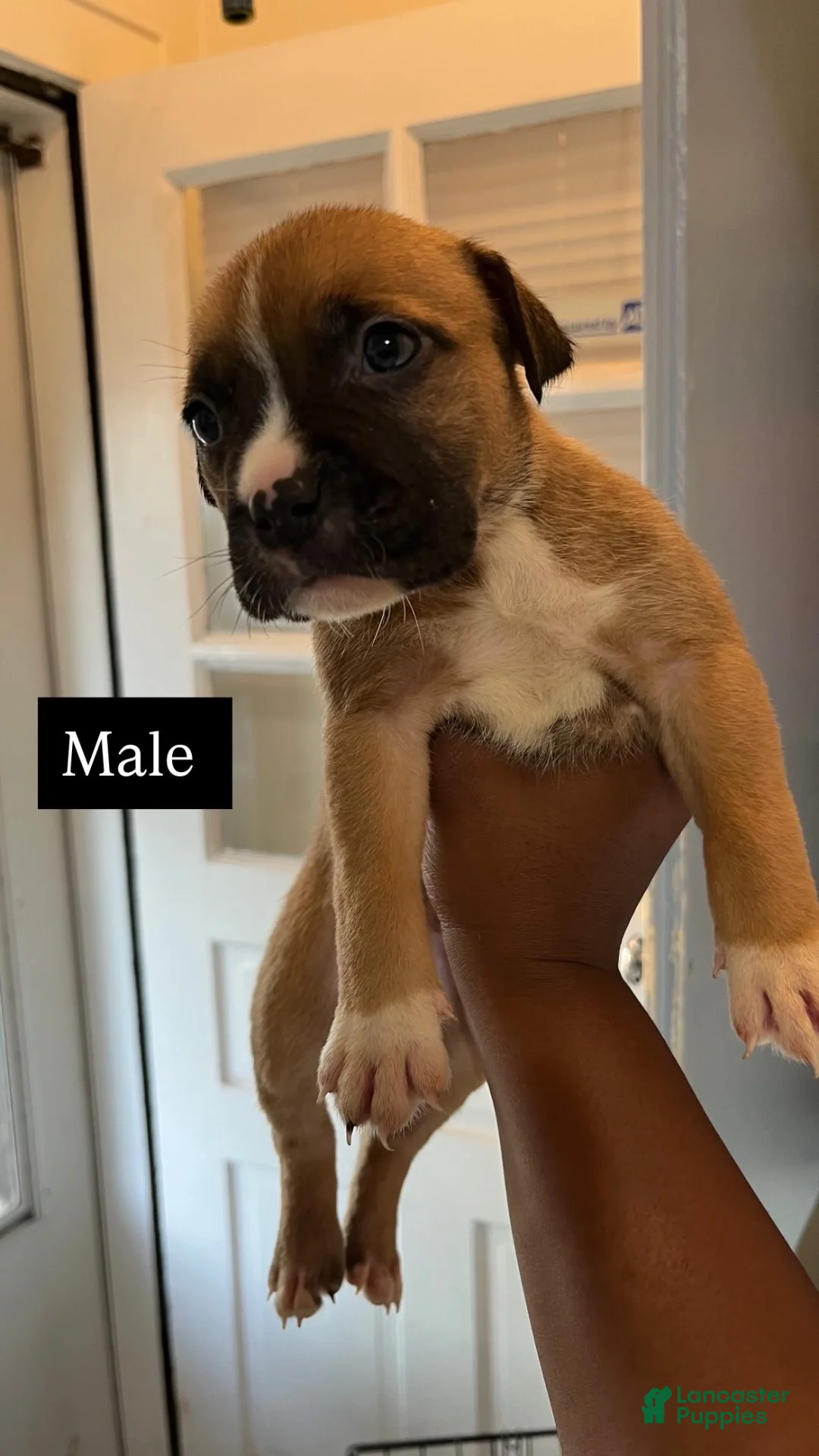 American Bully dogs for sale: American Bully 1 - Ad 2