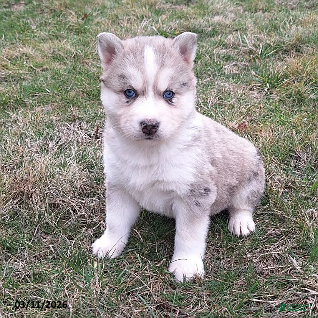 Gerberian Shepsky dogs for sale: Thor - Ad 1