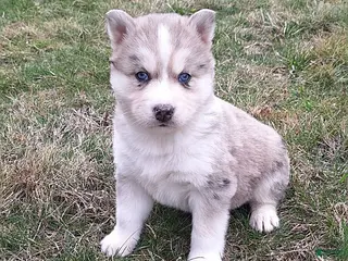 Gerberian Shepsky dogs for sale: Thor - Ad 1
