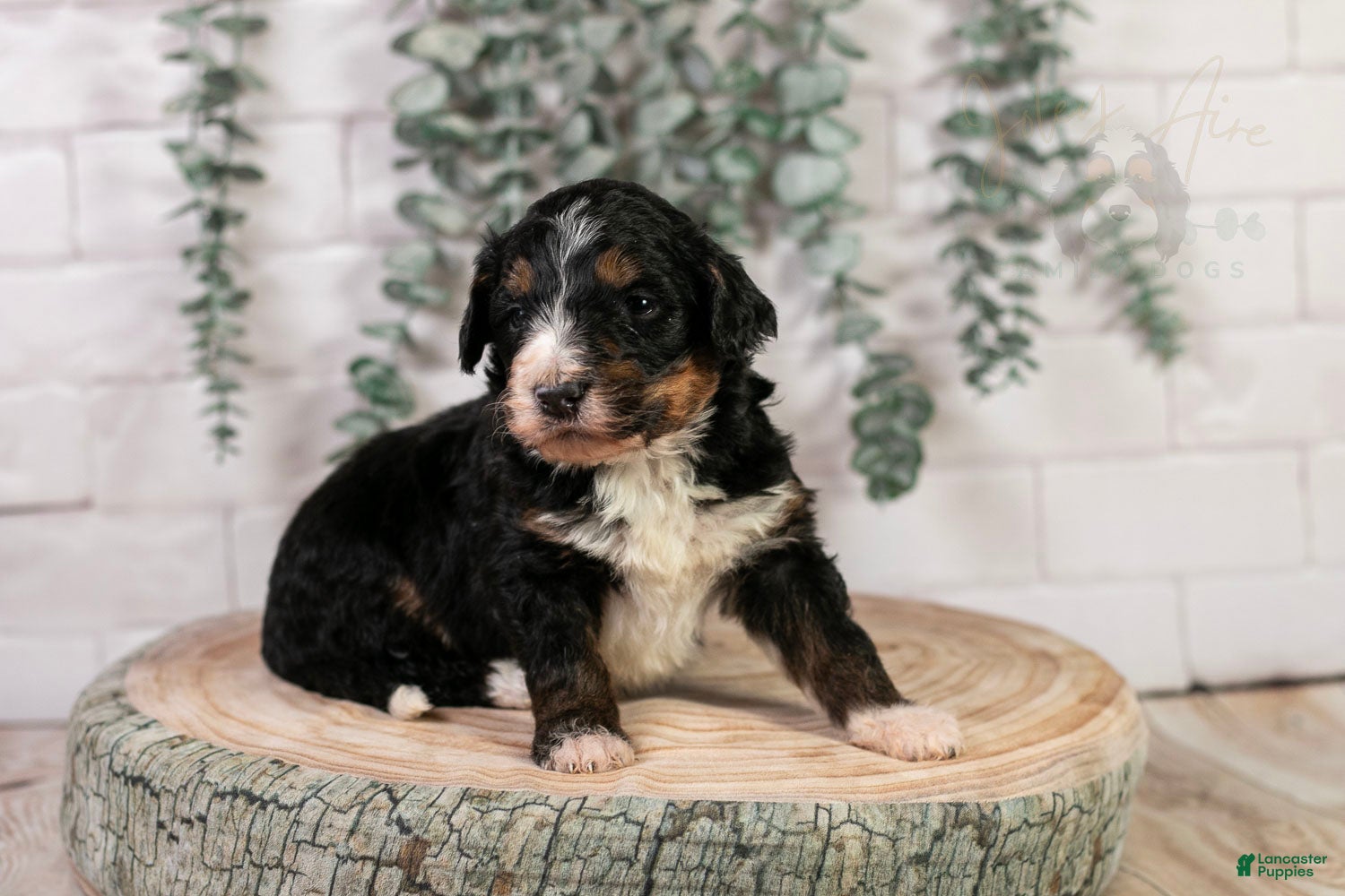 Bernedoodle dogs Hockey - Ad 5