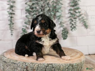 Bernedoodle dogs Hockey - Ad 5