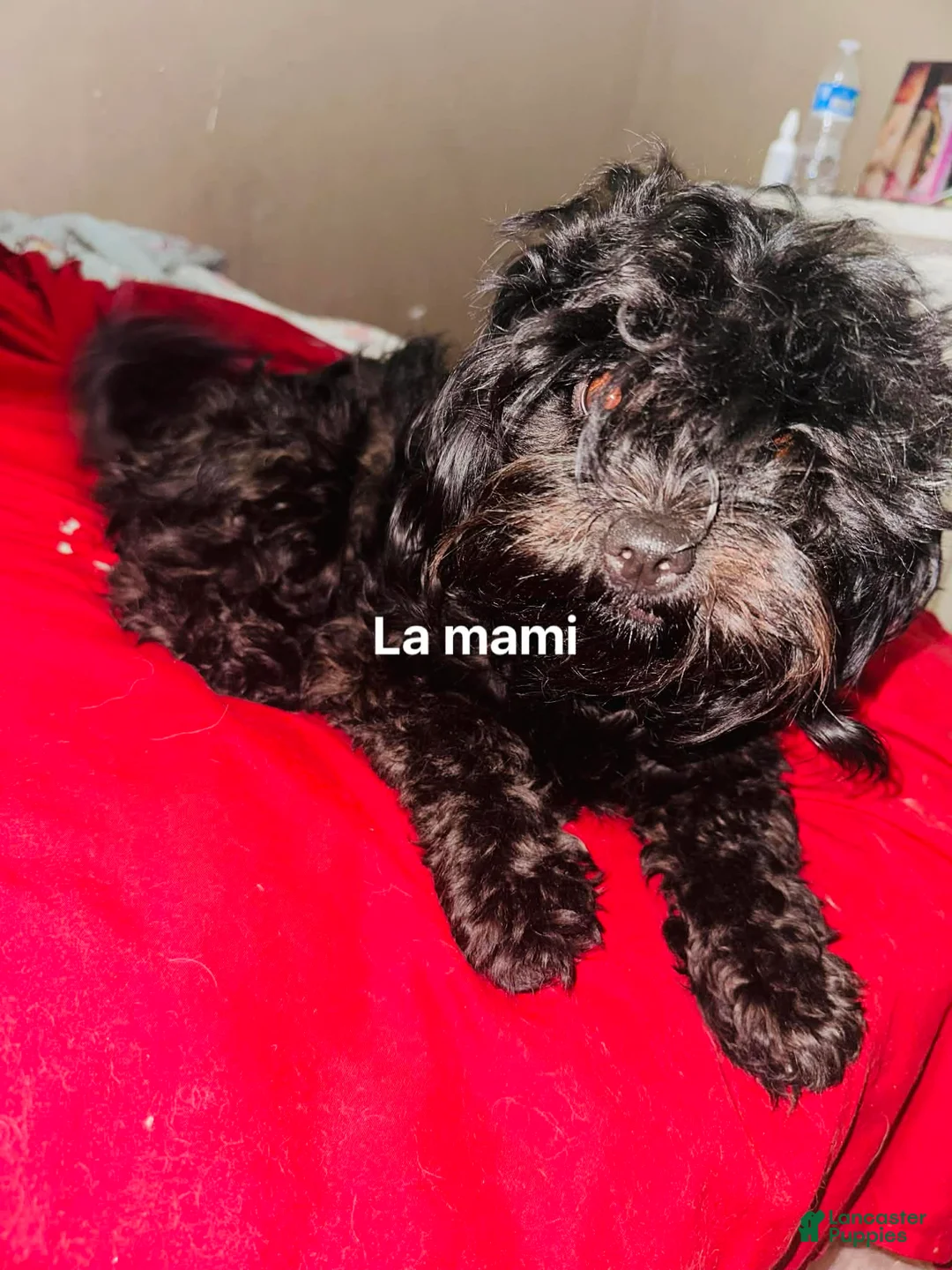Shihpoo dogs for sale: Baby Yoda - Ad 5