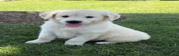 Golden Retriever dogs for sale: Paprika - Ad 3