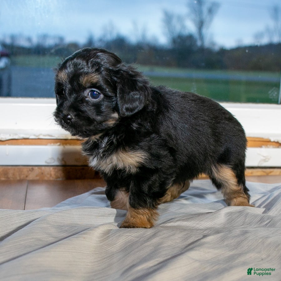 Mixed Breed dogs for sale: Samson male Shorkie Poo - Ad 1
