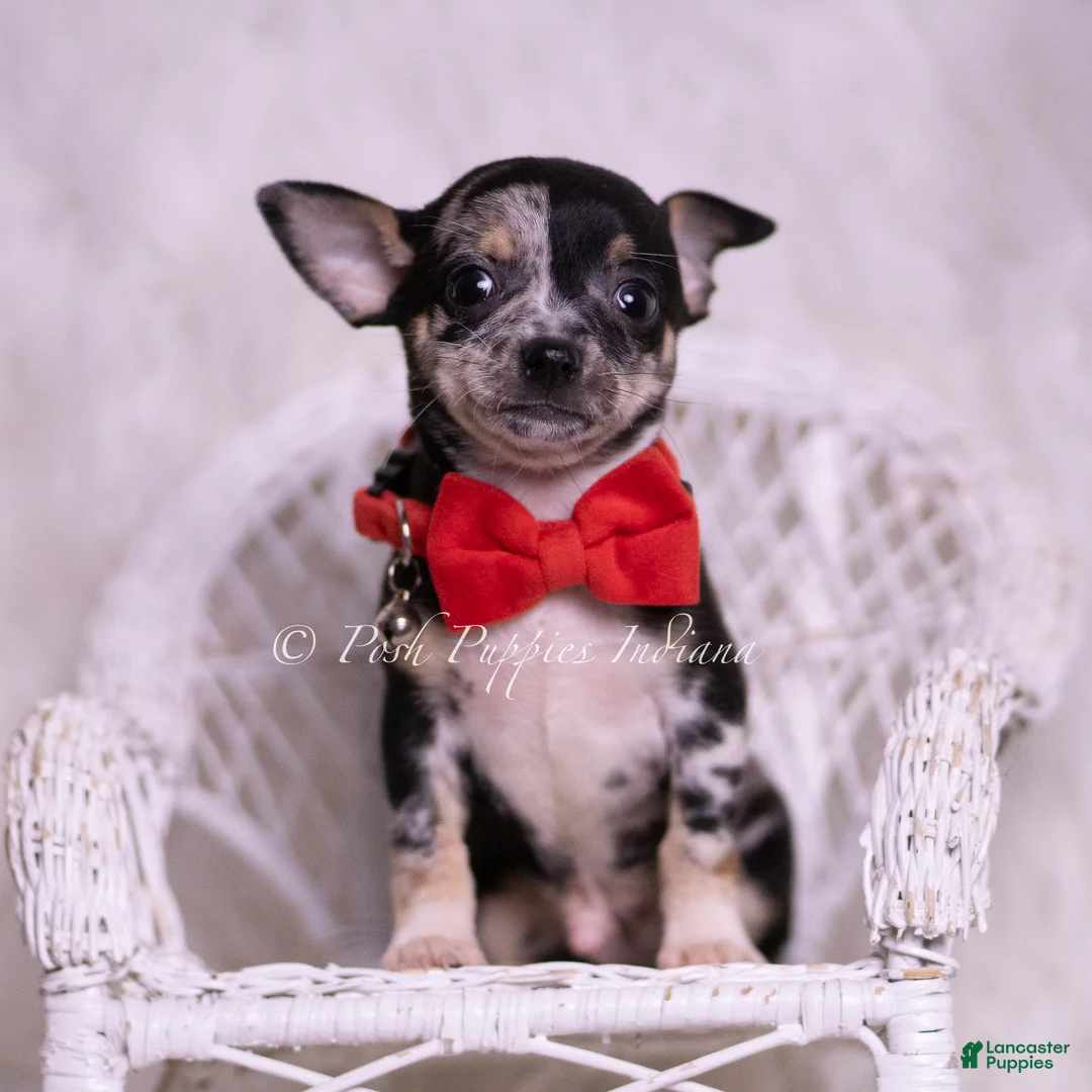 Chihuahua dogs for sale: Chalupa - Ad 6