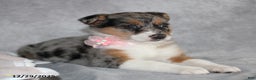 Mixed Breed dogs for sale: Amelia - Ad 5