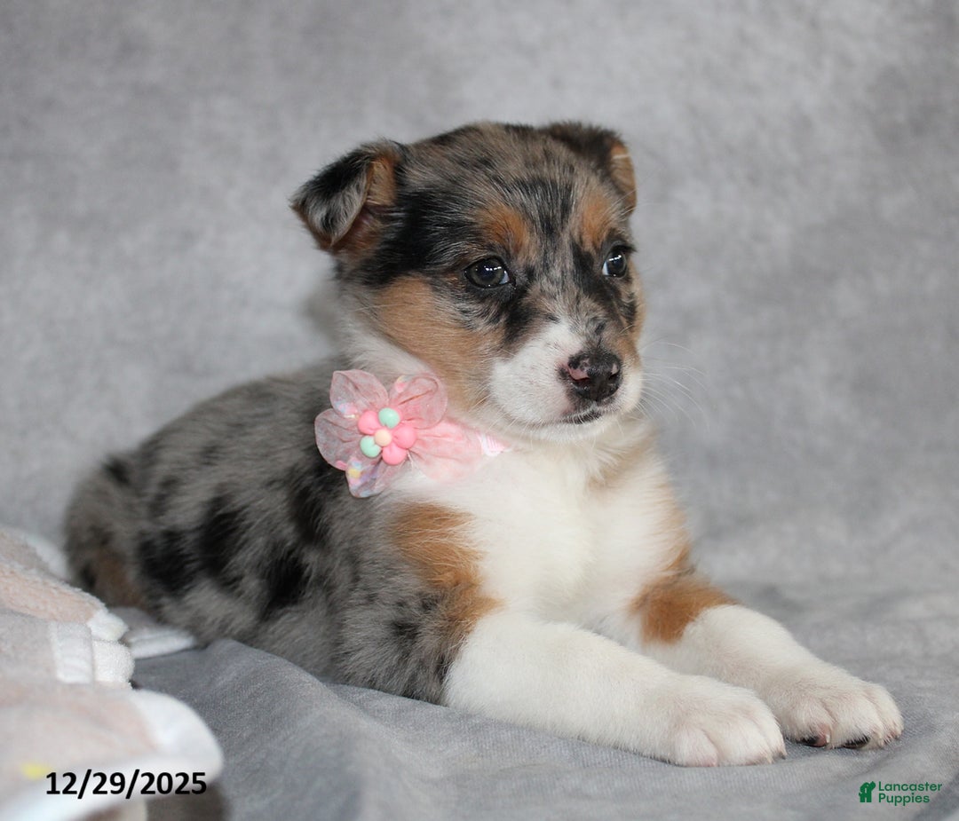 Mixed Breed dogs for sale: Amelia - Ad 5