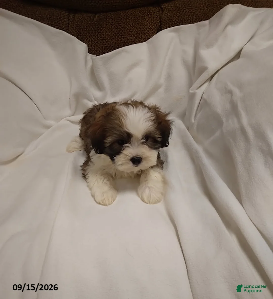 Shihpoo dogs for sale: Lily - Ad 3