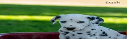 Dalmatian dogs for sale: Dash - Ad 2