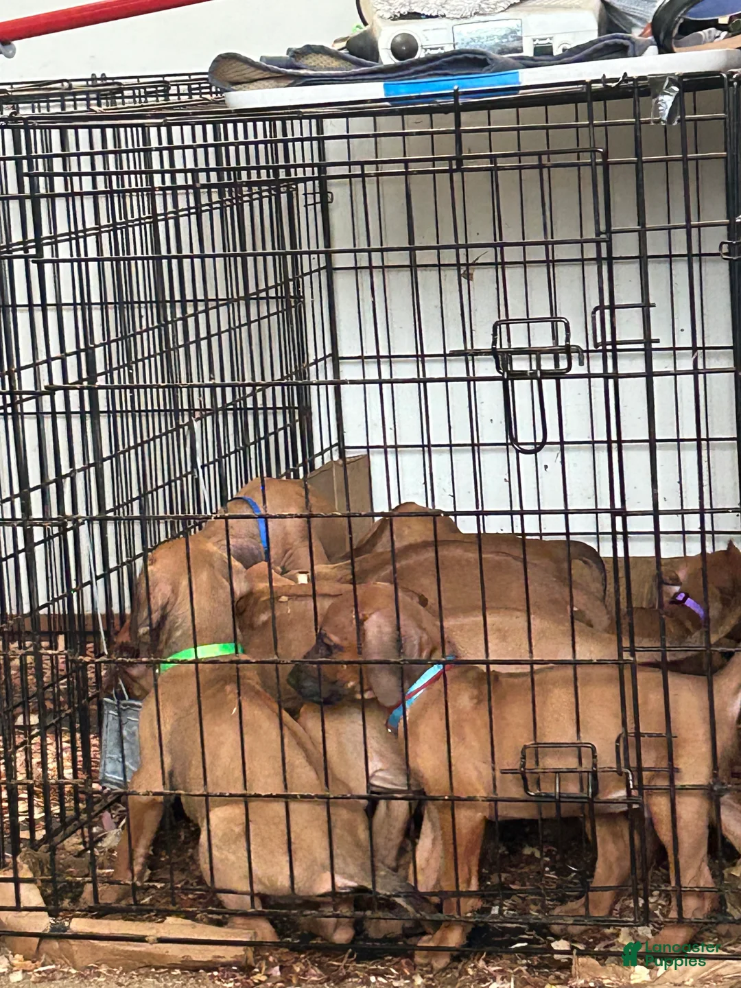 Rhodesian Ridgeback dogs for sale: Rhodesian Ridgeback Puppy 1 sky blue collar - Ad 24