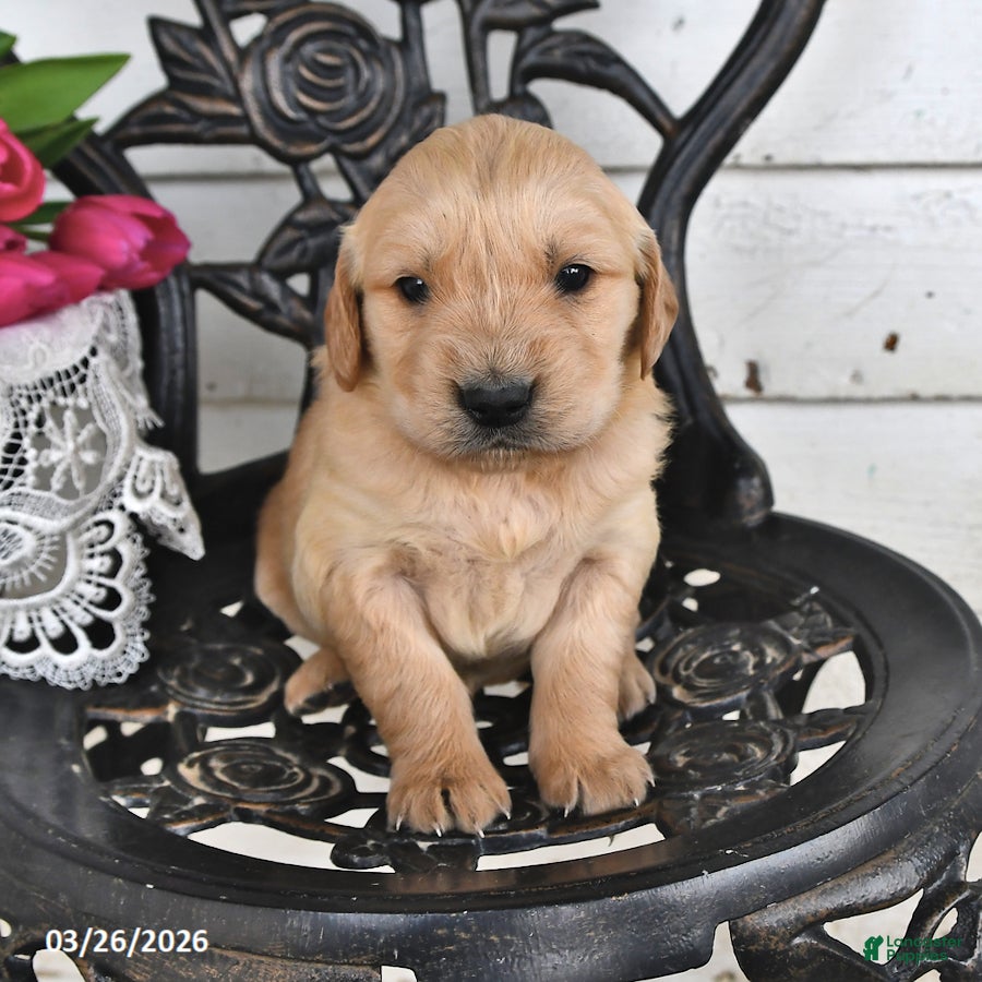 Golden Retriever dogs Cloyd - Ad 2