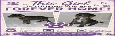 Great Dane 5