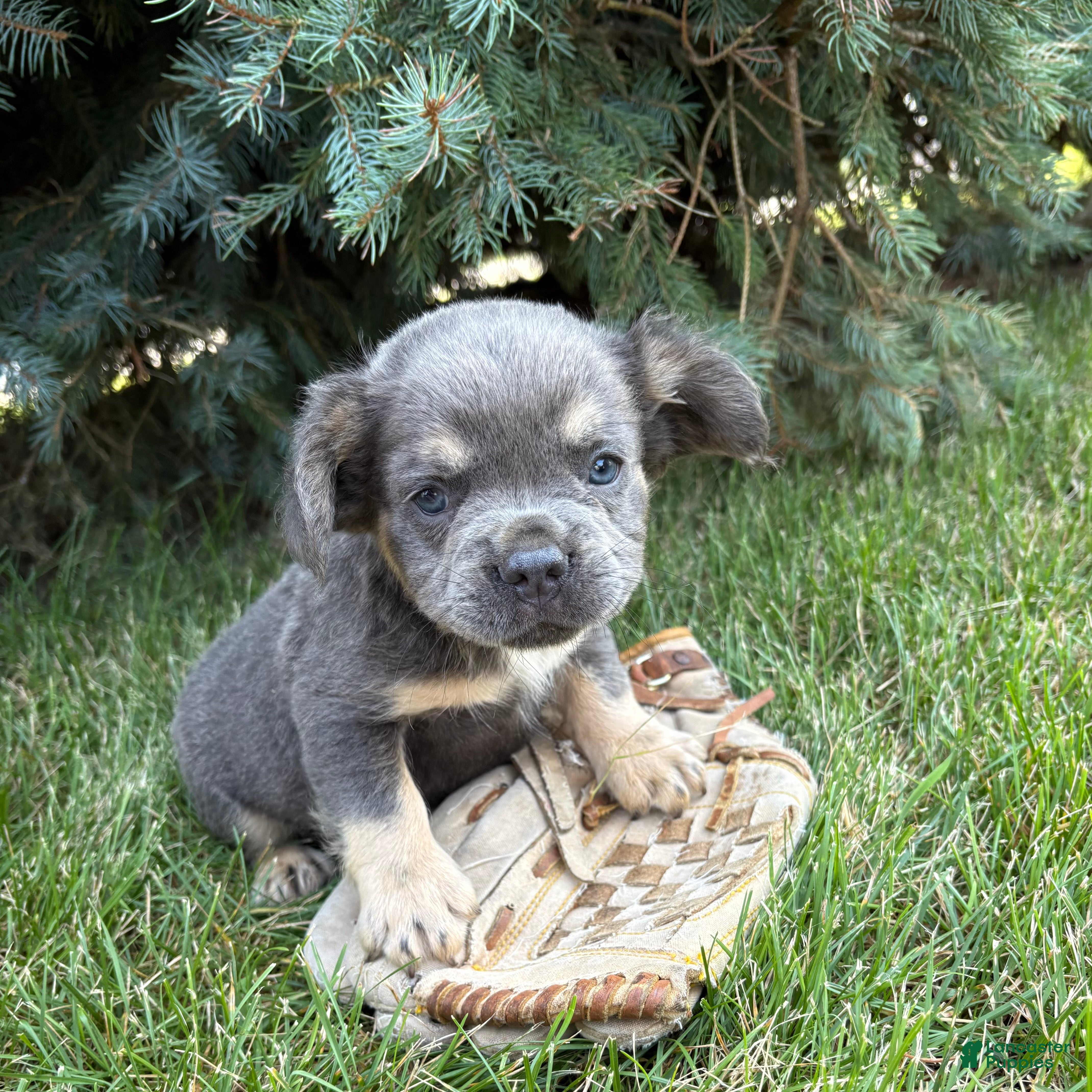 French Bulldog dogs Diesel Fluffy - Ad 1