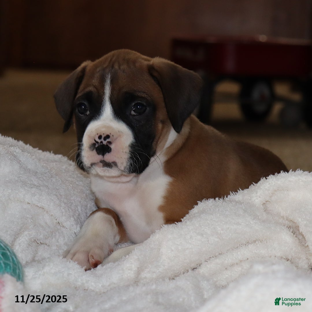 Mixed Breed dogs for sale: Luke - Ad 1