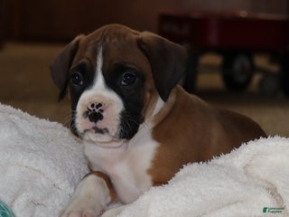 Mixed Breed dogs Luke - Ad 32