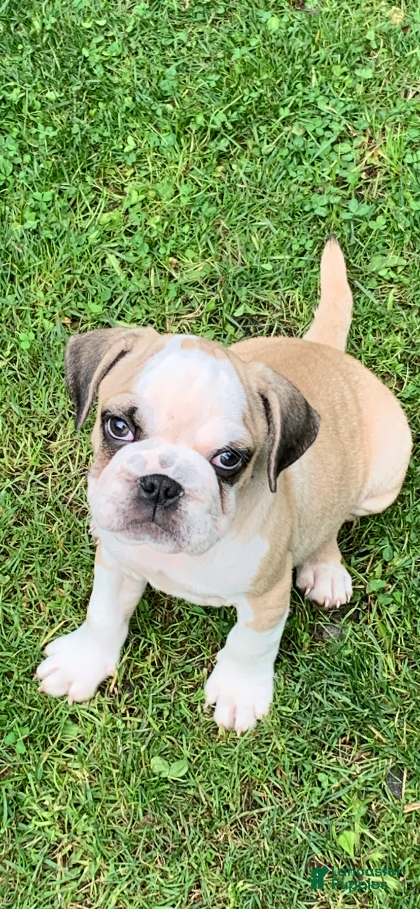 Frug dogs Coon - Ad 4
