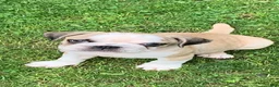 Frug dogs for sale: Coon - Ad 1