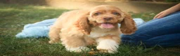 Cocker Spaniel dogs for sale: Atlas Cocker Spaniel  - Ad 2