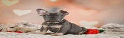 French Bulldog dogs for sale: Aaron - Ad 11