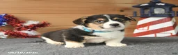 Welsh Corgi Pembroke dogs for sale: George Washington - Ad 2