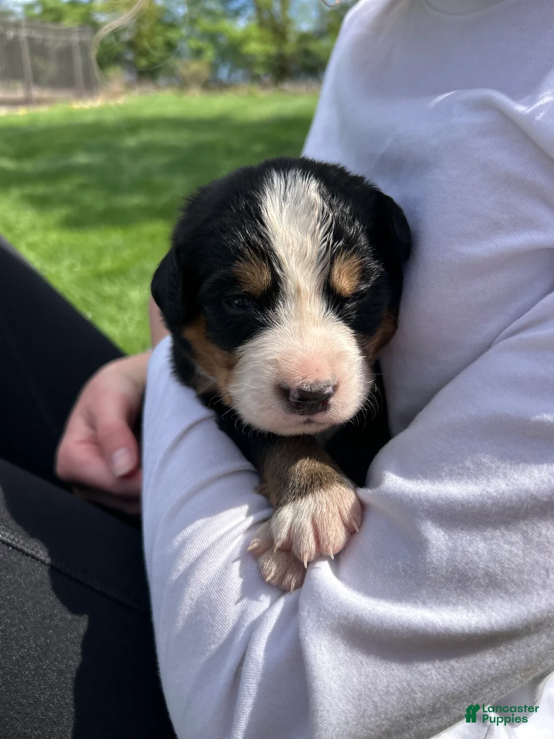 Bernese Mountain Dog dogs for sale: Bernese Mountain Dog Puppy 9 - Ad 2