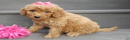 Mini Goldendoodle dogs for sale: Hazel - Ad 3