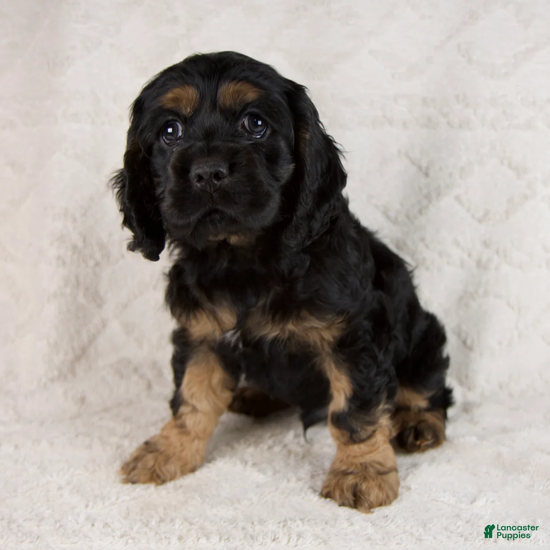 Cocker Spaniel dogs for sale: Copper - Ad 1