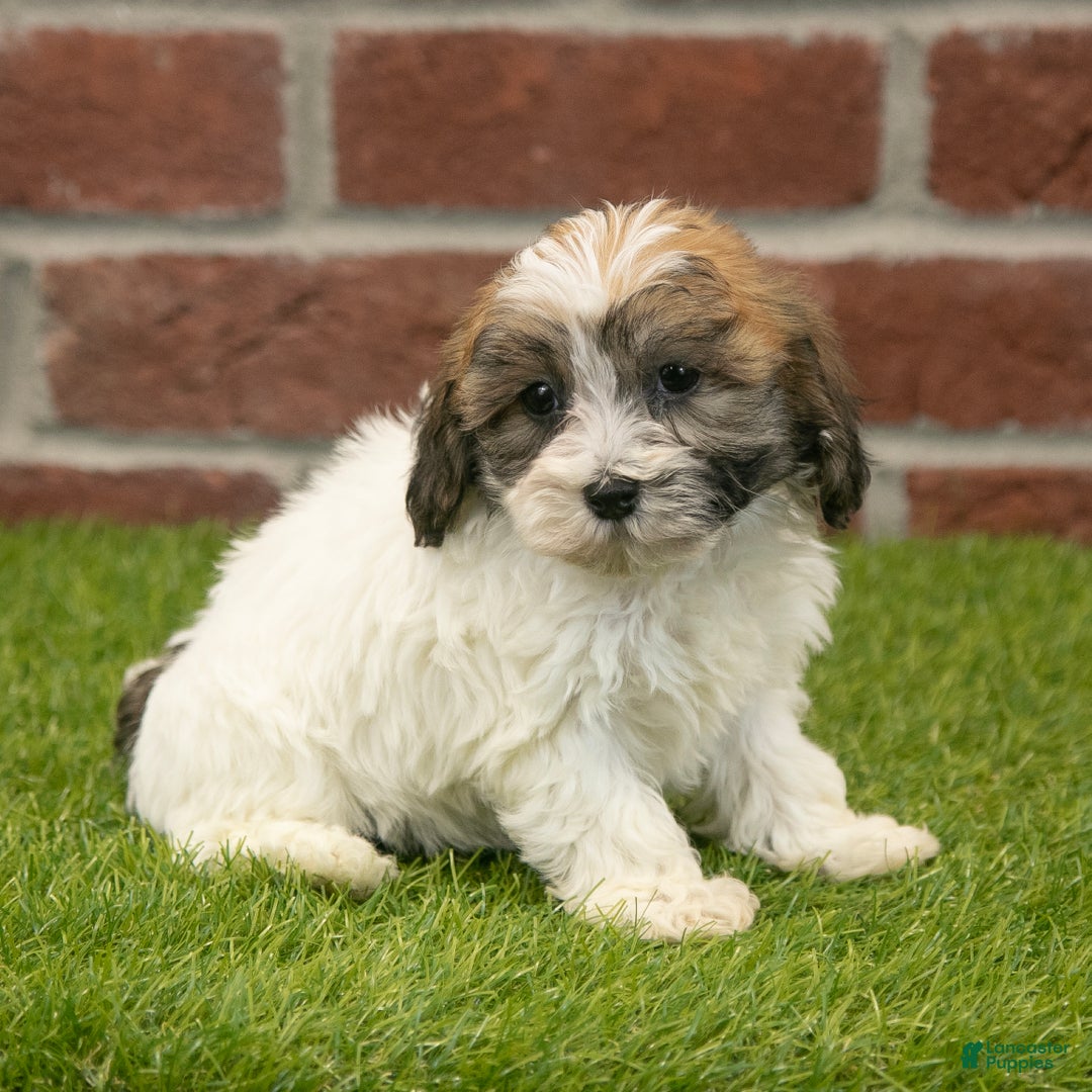 Havapoo dogs for sale: Bingo - Ad 4