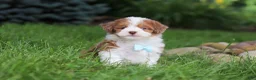 Havapoo dogs for sale: Parker - Ad 4