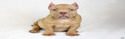 American Bully dogs for sale: Lilac Female - Ad 3