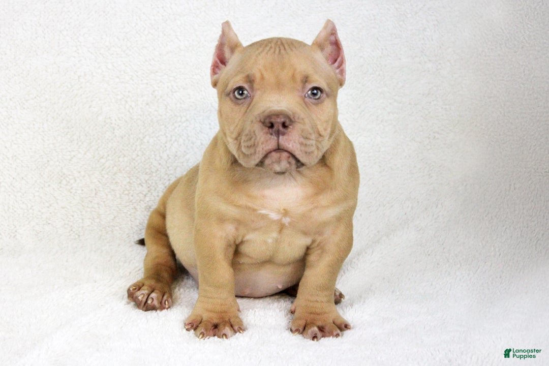 American Bully dogs for sale: Lilac Female - Ad 3