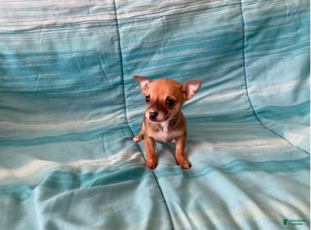 Chihuahua dogs for sale: Lacey - Ad 3