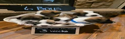 Mixed Breed dogs for sale: Blue Boy - Ad 4