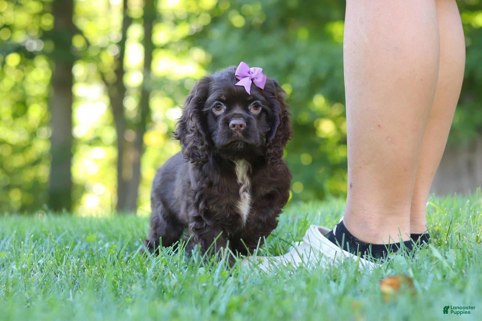 Bella (Cocker Spaniel, Female) in Baltic, OH