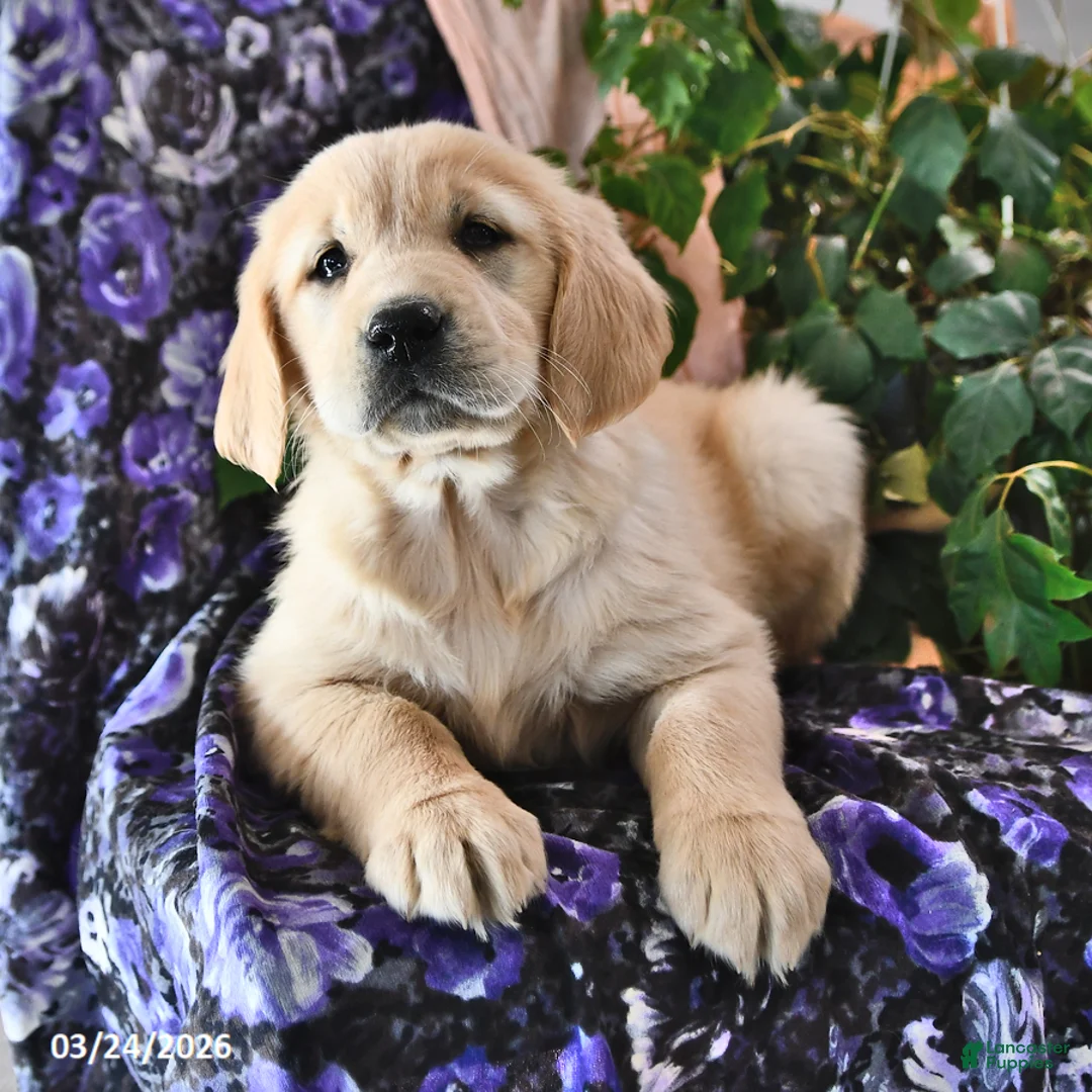 Golden Retriever dogs for sale: Honey - Ad 2