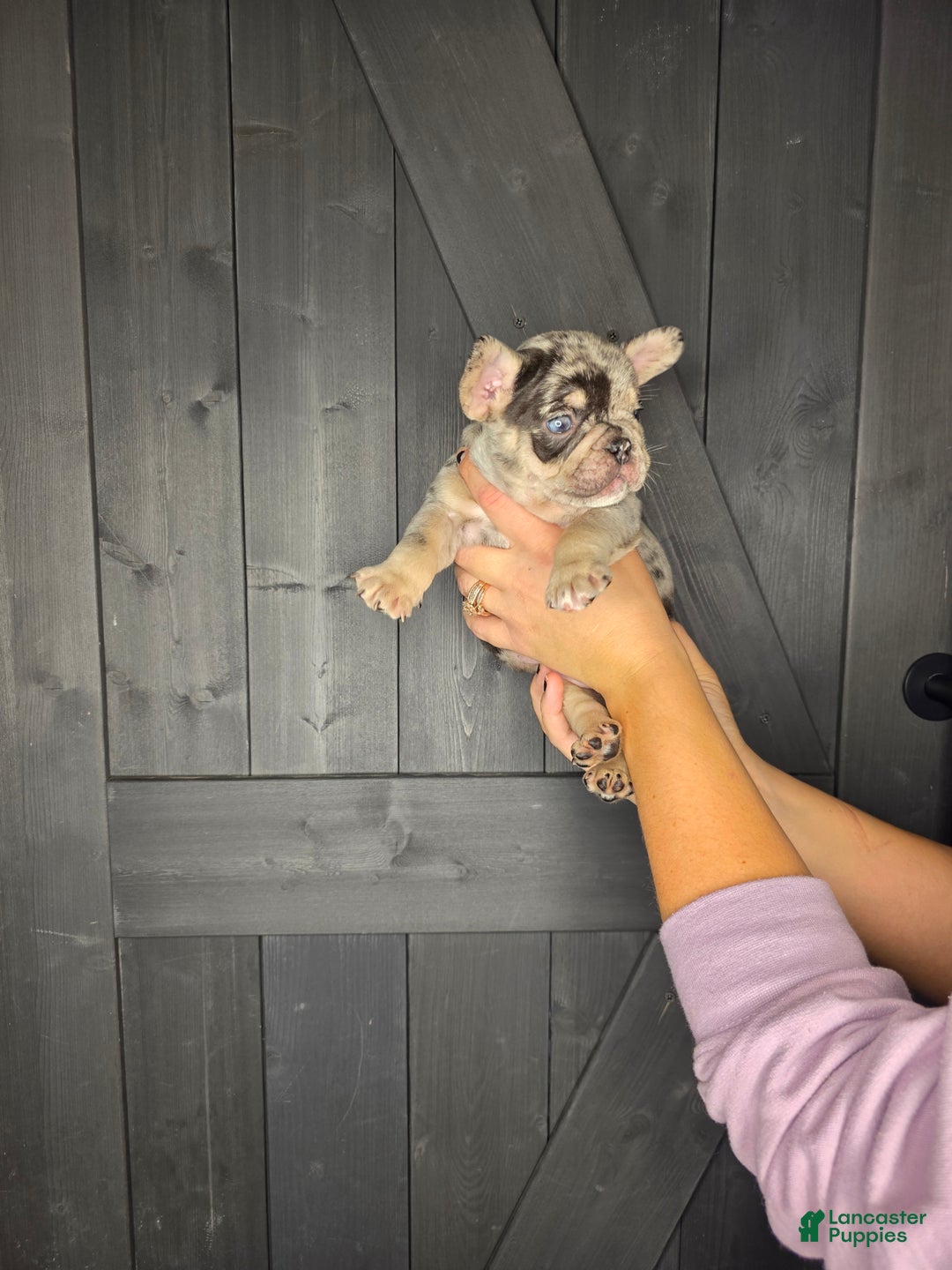 French Bulldog dogs for sale: French Bulldog Puppy 4 - Ad 12