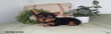 Murphy