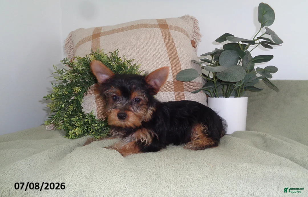 Yorkshire Terrier dogs for sale: Murphy - Ad 1